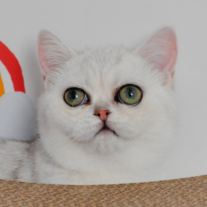 Barbie British Shorthair female, black silver shaded