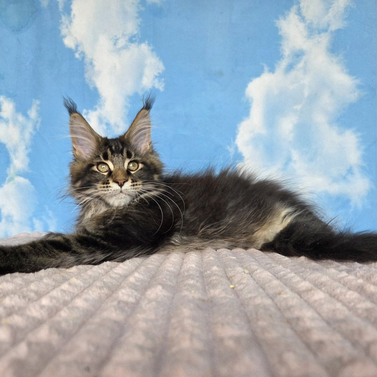 Serega Maine Coon male, black ticked tabby