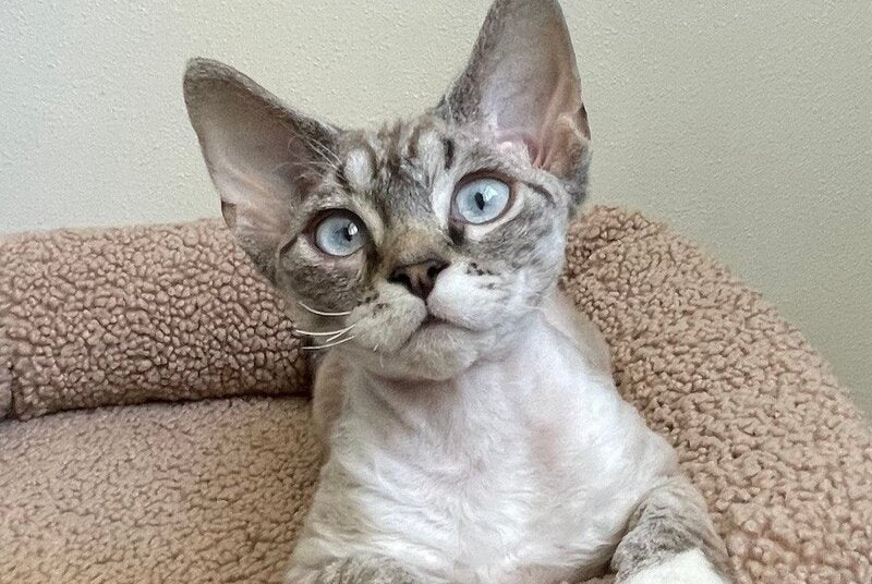 Isolde Grace Devon Rex female chocolate bicolour tabby pointed - live animals