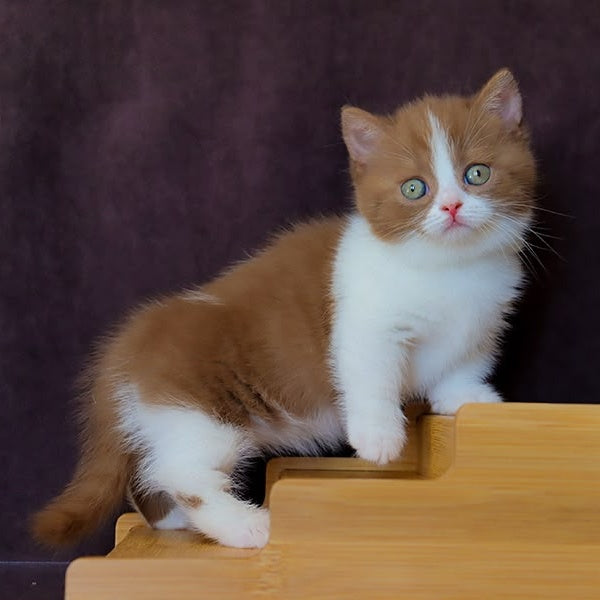 Fantasy Munchkin female, cinnamon bicolour