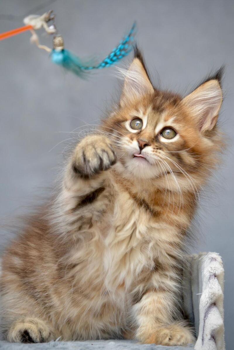 Vanilla Maine Coon female black tortie with white tabby live animals