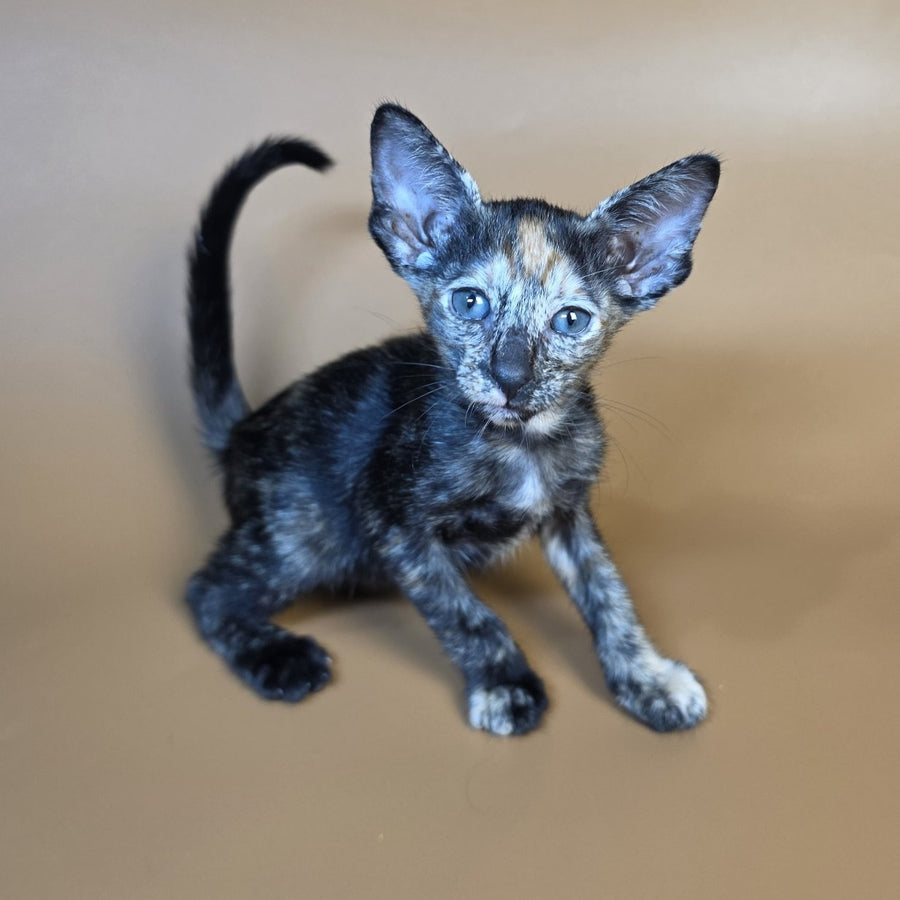 Fenja Oriental Shorthair female, black tortie