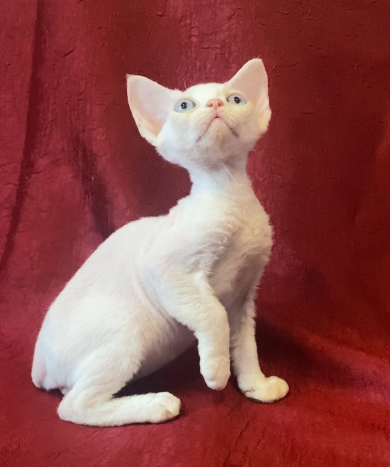 Zorro Devon Rex male, white