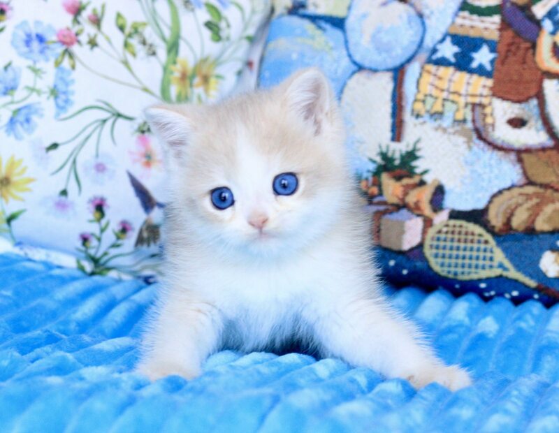 Velvet British Shorthair male, blue golden chinchilla