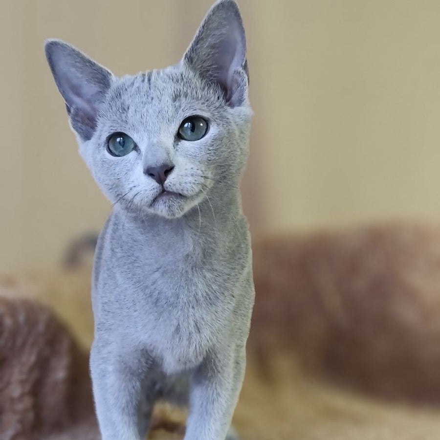 Les Russian Blue male, blue