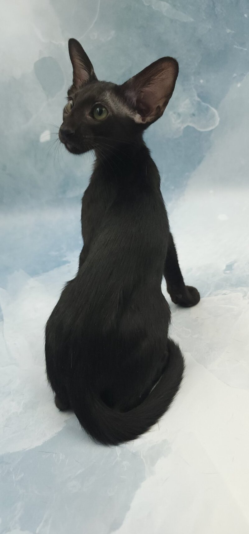 Otto Oriental Shorthair male, black
