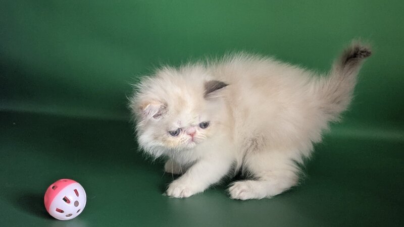 Nelli Persian female, blue tortie pointed bicolour