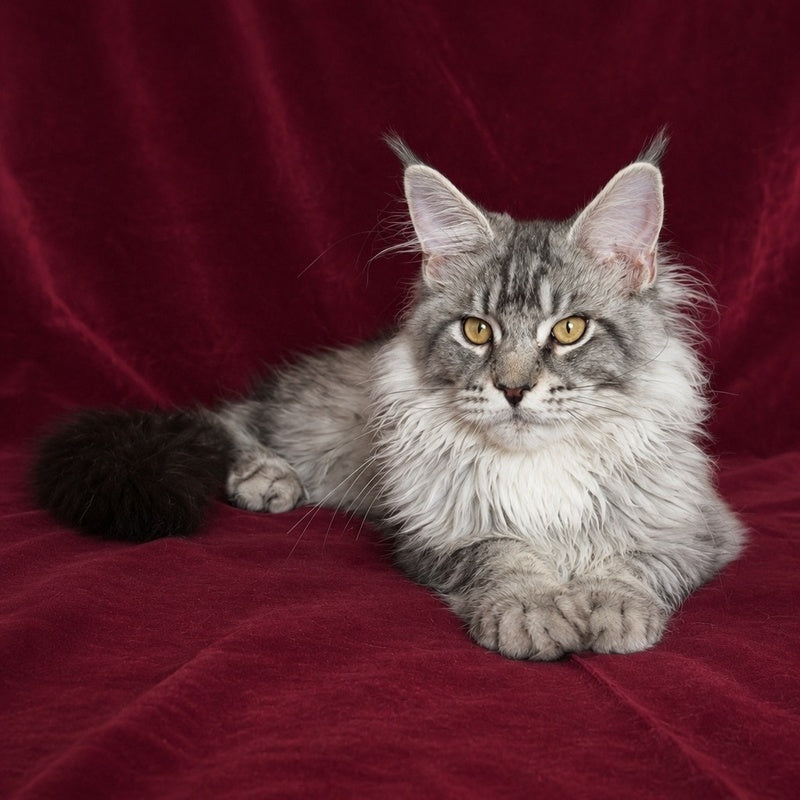 Hoarfrost Maine Coon male, black silver ticked tabby