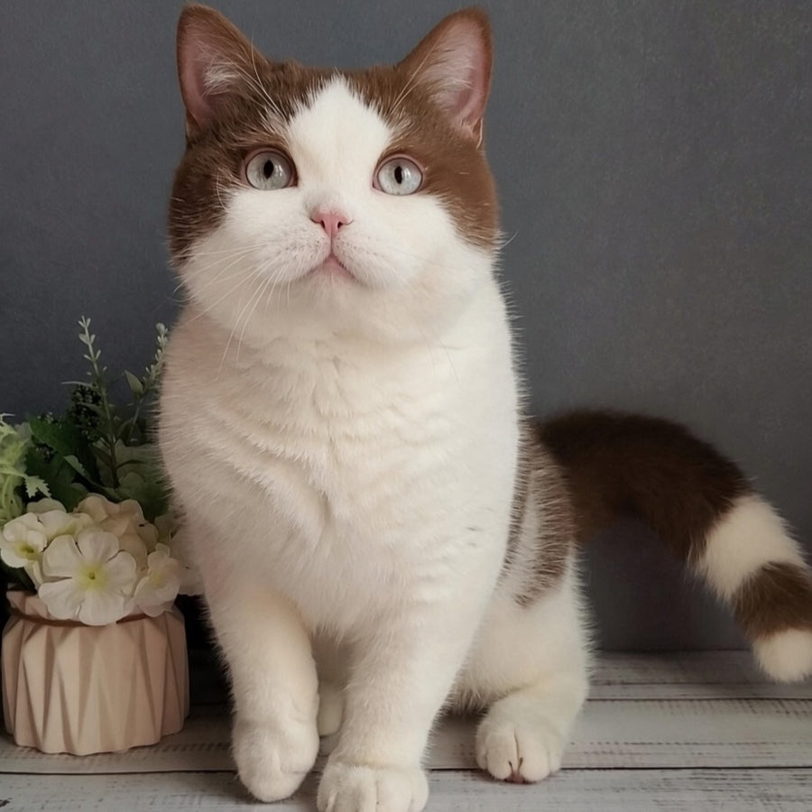 Xariton British Shorthair male, cinnamon bicolour