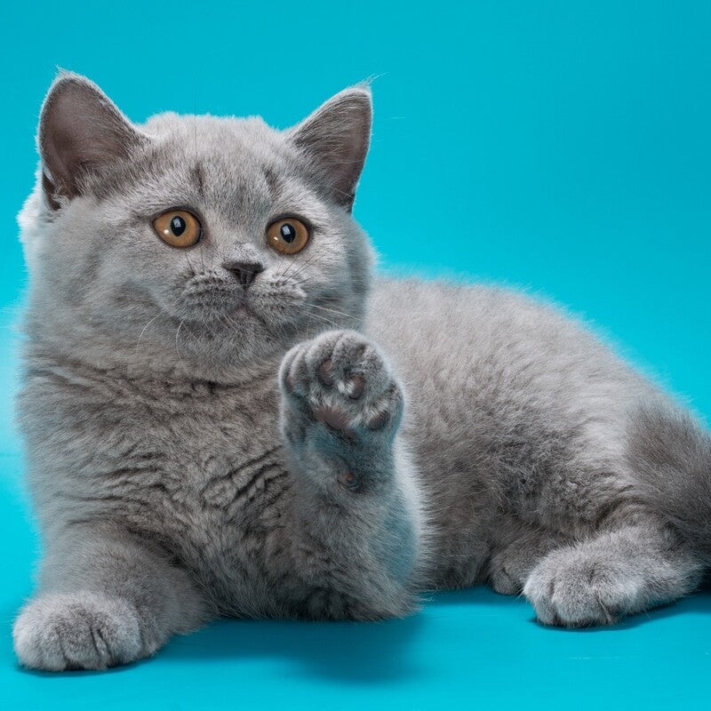 Olwen British Shorthair female, blue