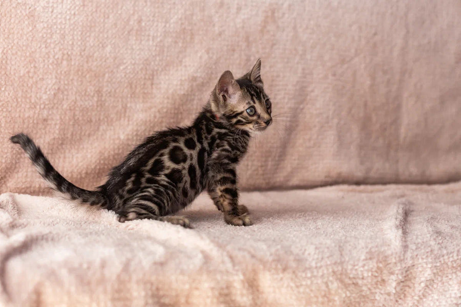 Thor Bengal male black spotted tabby - live animals