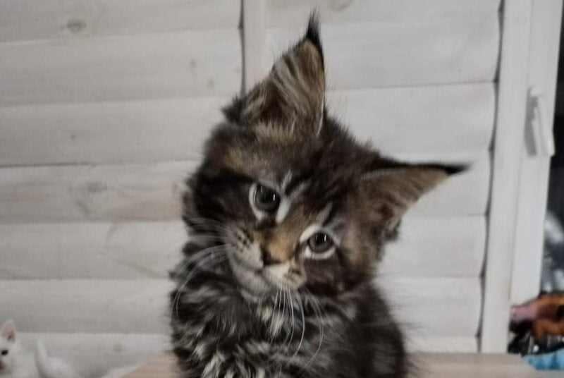 Julienne Maine Coon male black tabby - live animals