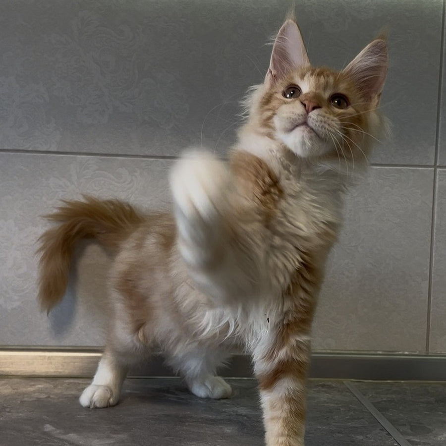 Adam Maine Coon male, red with white