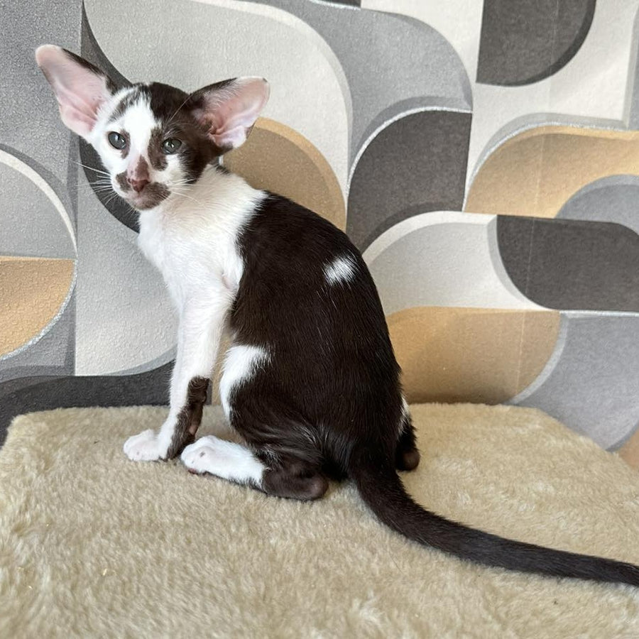 Marzipan Oriental Shorthair male, chocolate bicolour