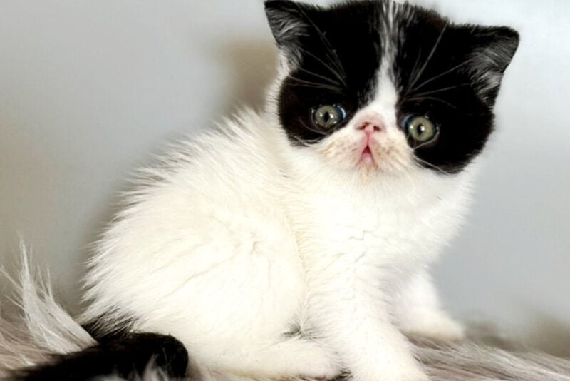Zorro Exotic male, black van