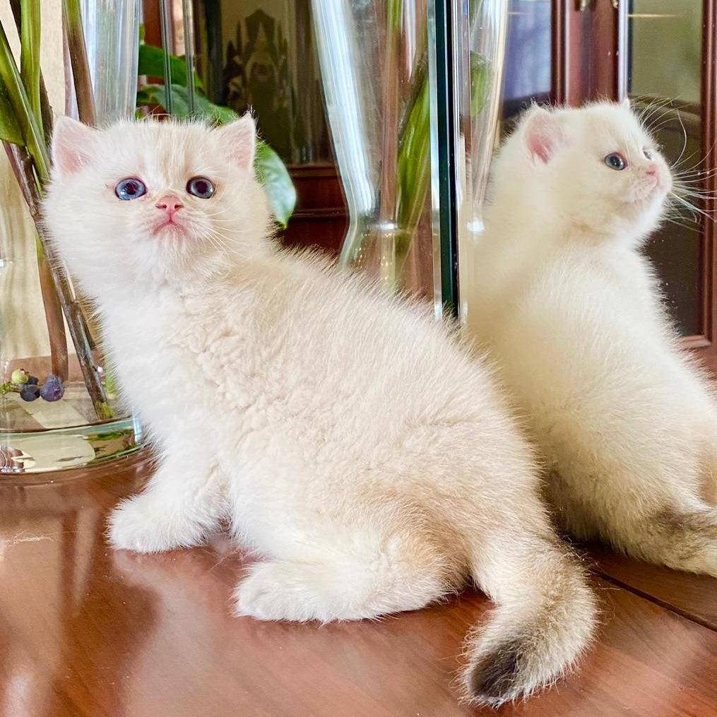 Montana British Shorthair female, chocolate golden chinchilla