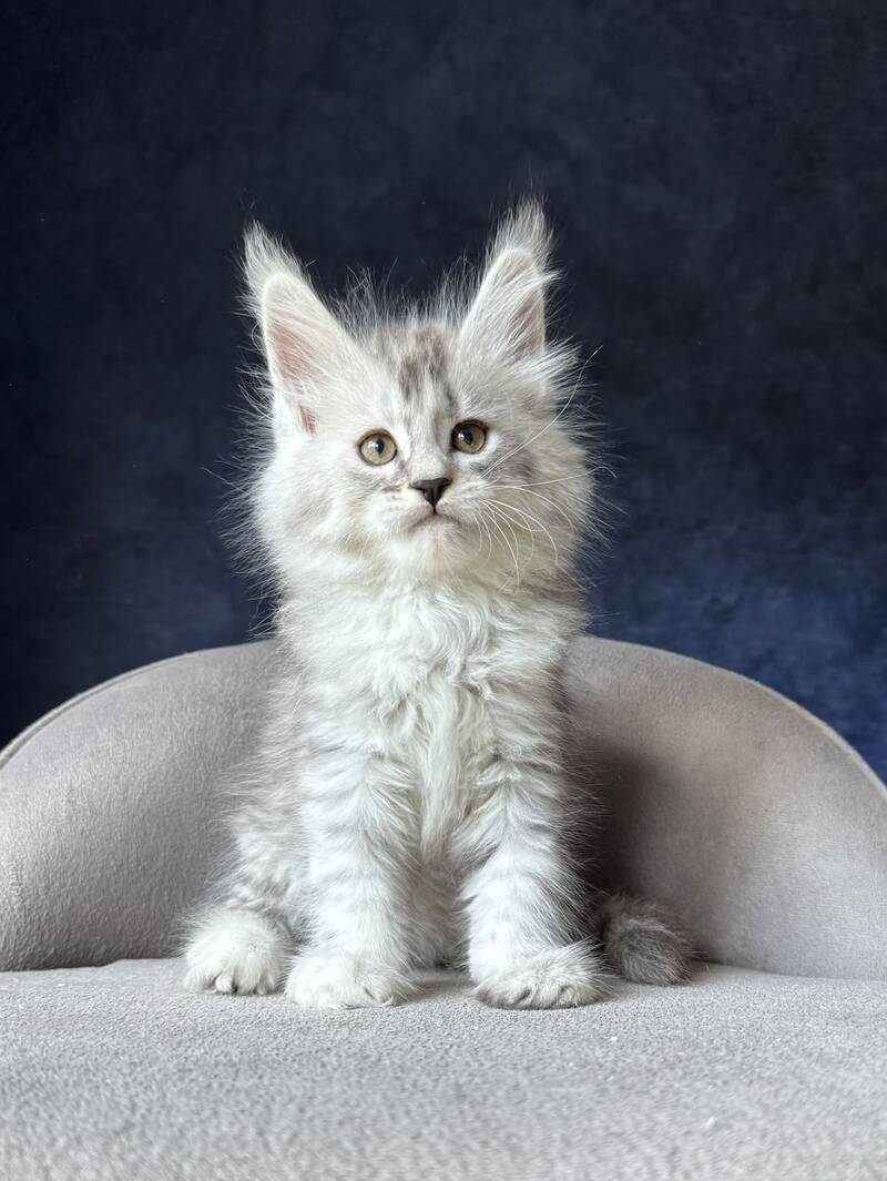 Ingold Maine Coon male, black silver spotted tabby