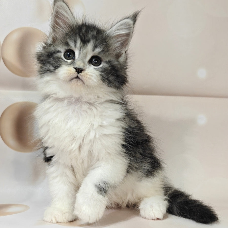 Molly Maine Coon female, black silver tabby bicolour