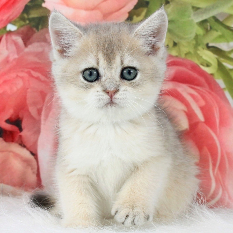Tosha British Shorthair male, blue golden shaded