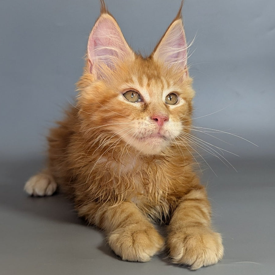 Lion Maine Coon male, red silver ticked tabby