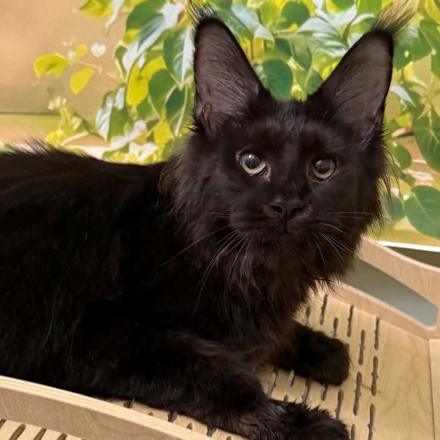 Xandra Maine Coon female, black