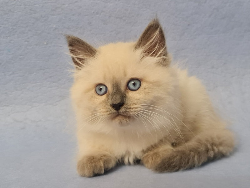 Archie Siberian male black pointed - live animals