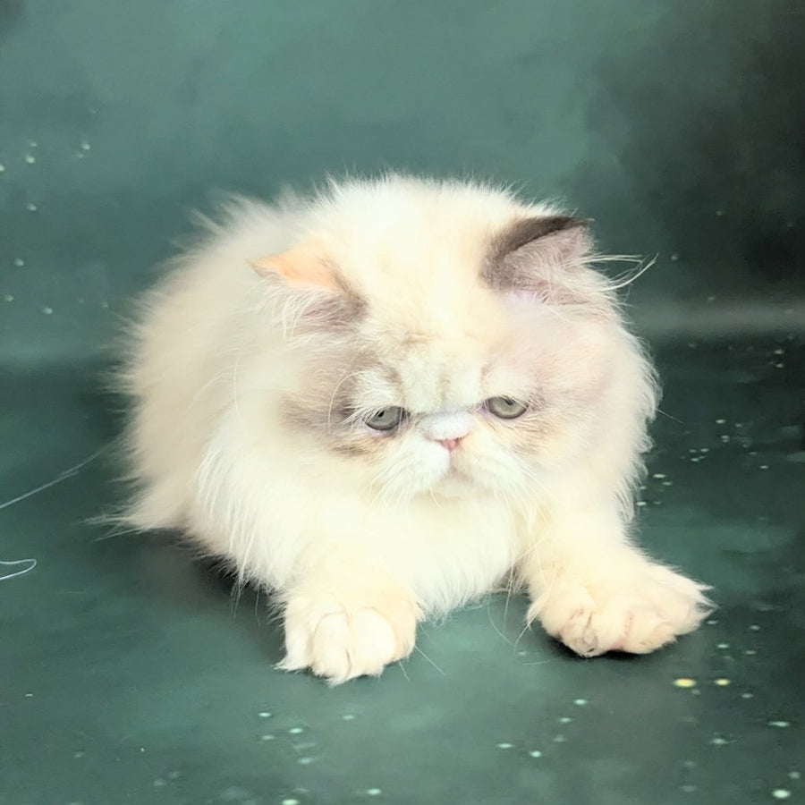 Nelli Persian female, blue tortie pointed bicolour