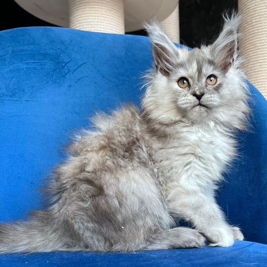 Nаdin Maine Coon female, black tortie silver bicolour