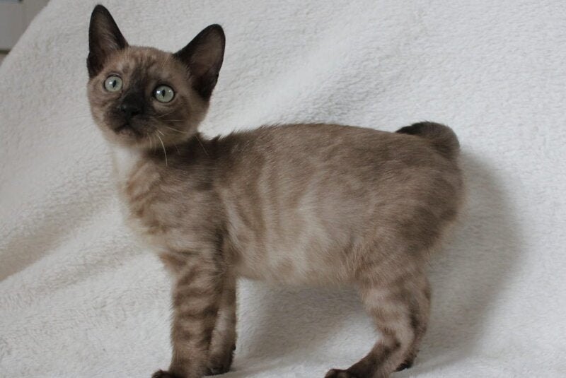 Nutella Bengal female, black pointed