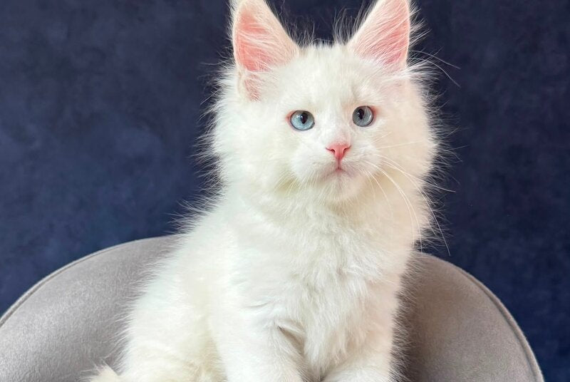Gamin Maine Coon male, cream silver shaded with white