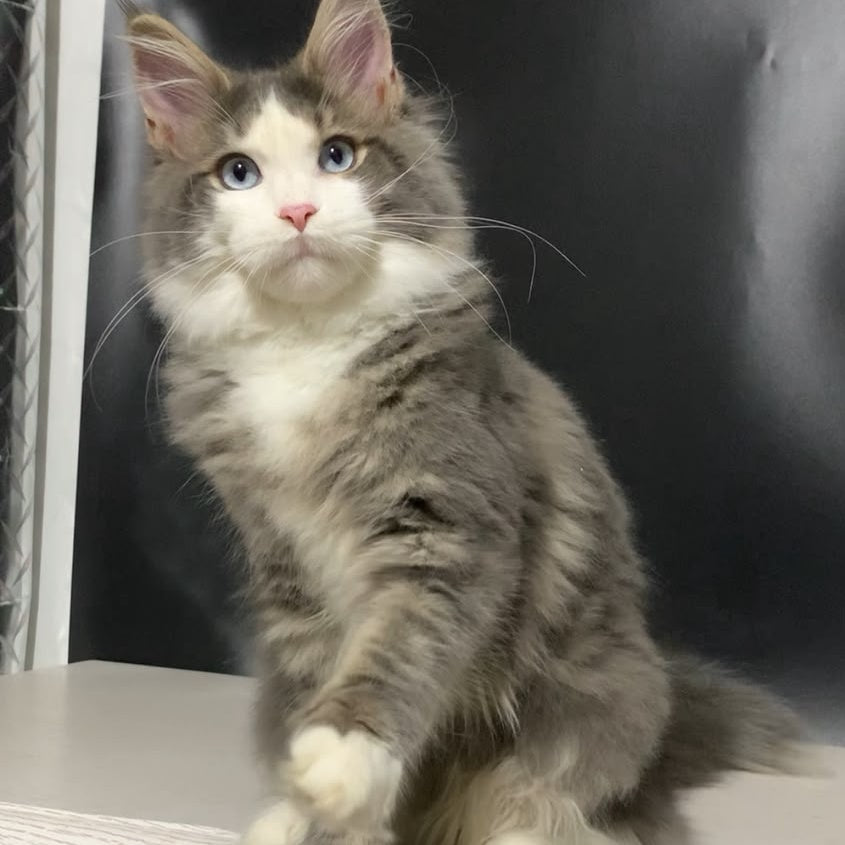Quinella Maine Coon female, blue bicolour tabby