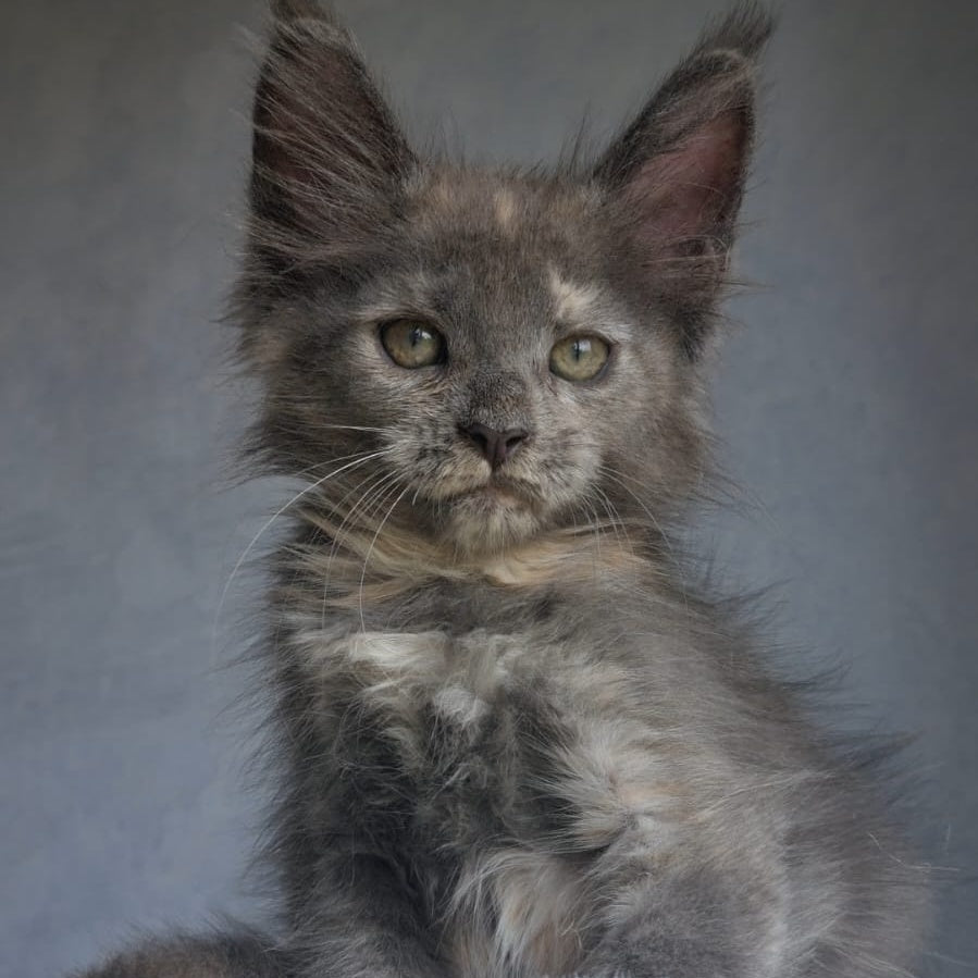 Penelope Maine Coon female, blue tortie