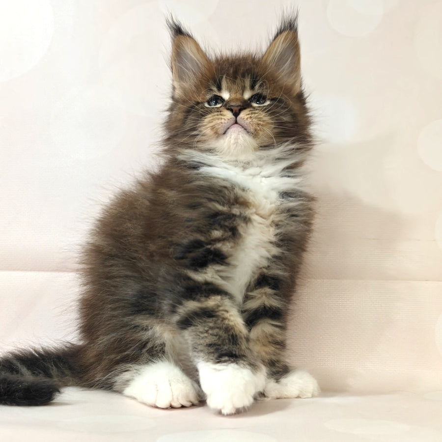 Sheriff Maine Coon polydactyl 6x6x6x6 male, black tabby with white