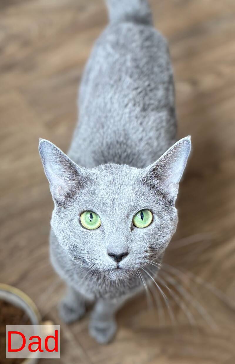 Jake Russian Blue male blue - live animals