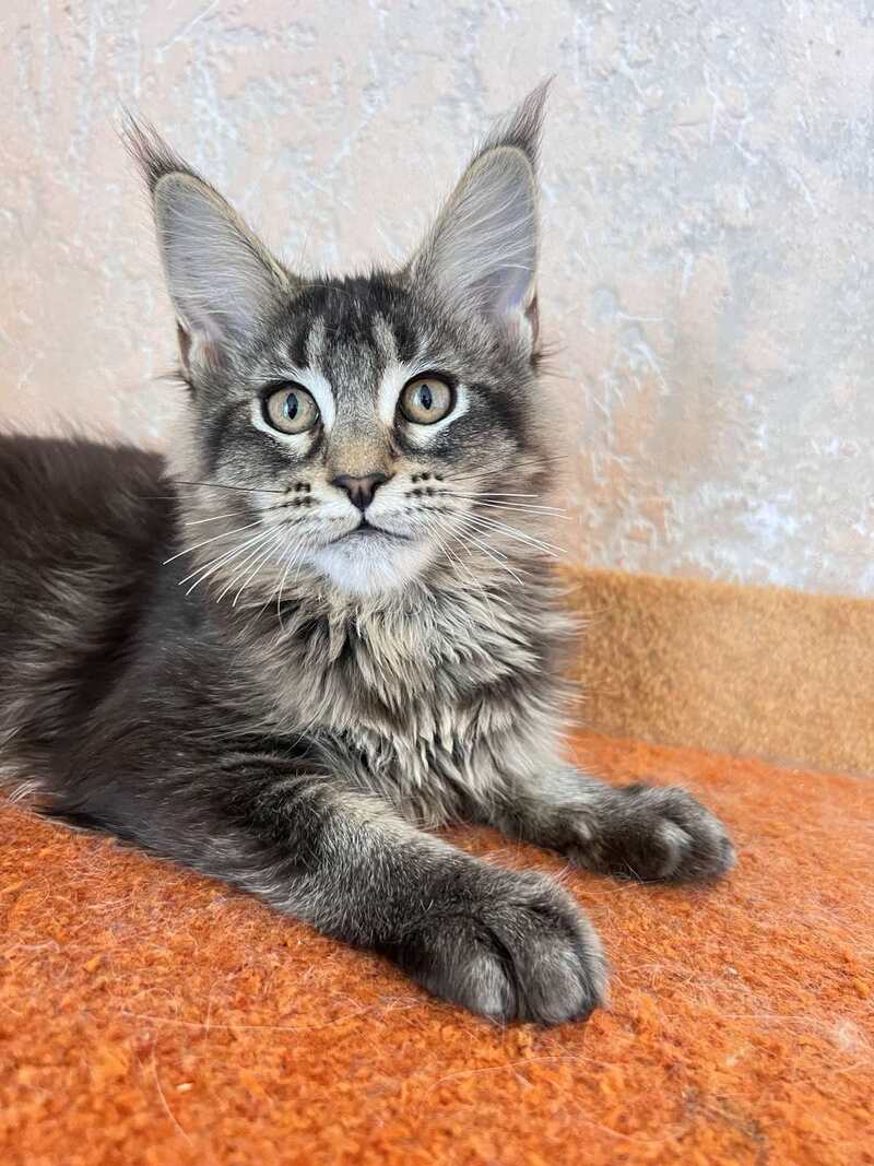 Zelda Maine Coon female, black ticked tabby