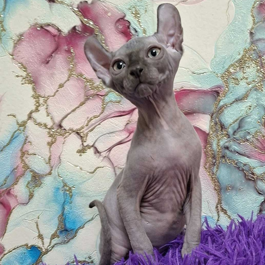 Sahar Elf male, blue