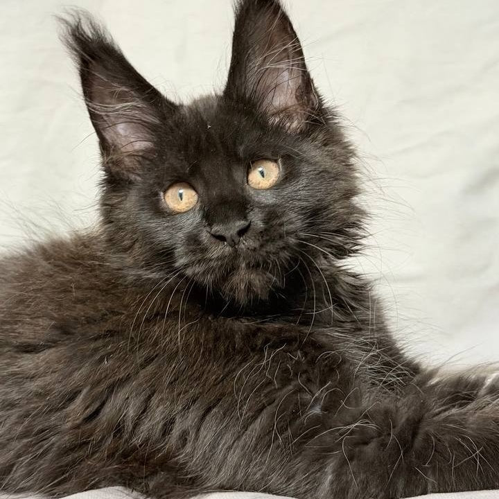 Galaxy Maine Coon female, black with white
