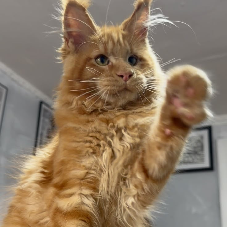 Elf Maine Coon male, red
