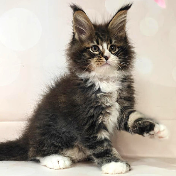 Cosmos Maine Coon polydactyl 6x6x6x6 male, black tabby with white