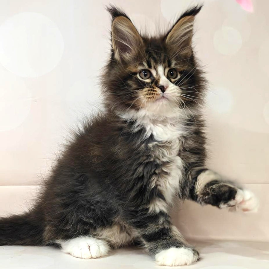 Cosmos Maine Coon polydactyl 6x6x6x6 male, black tabby with white