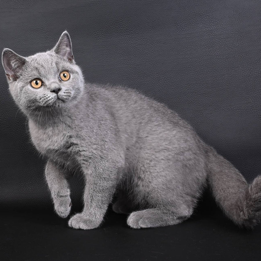 Earl Grey British Shorthair male, blue