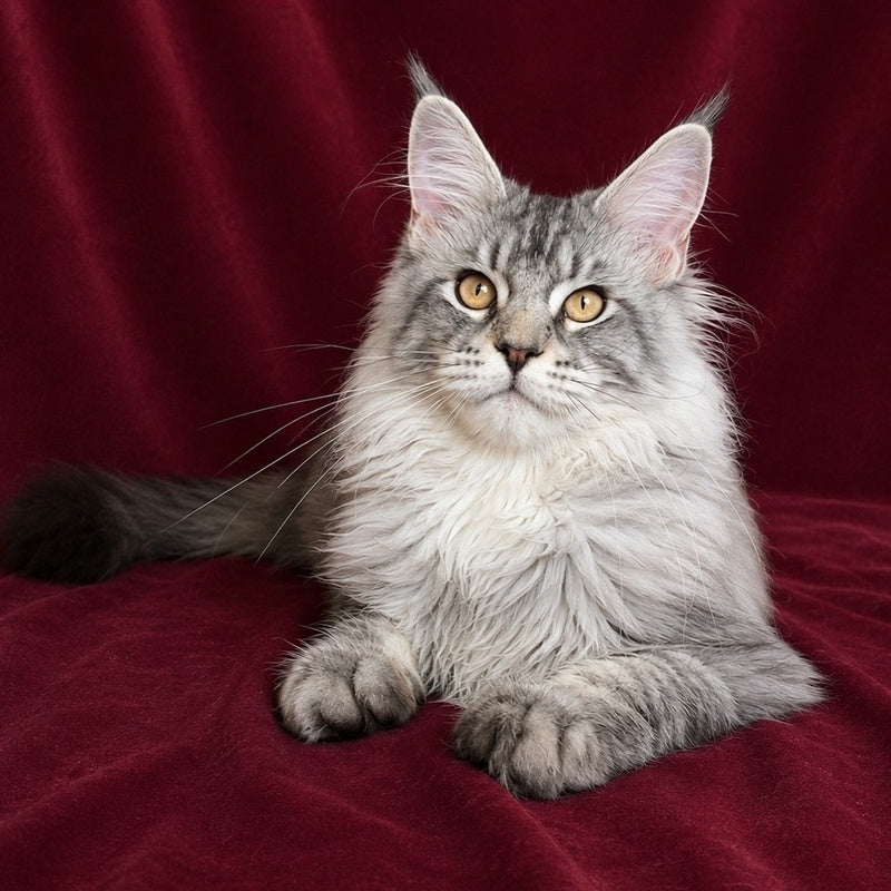 Hoarfrost Maine Coon male, black silver ticked tabby