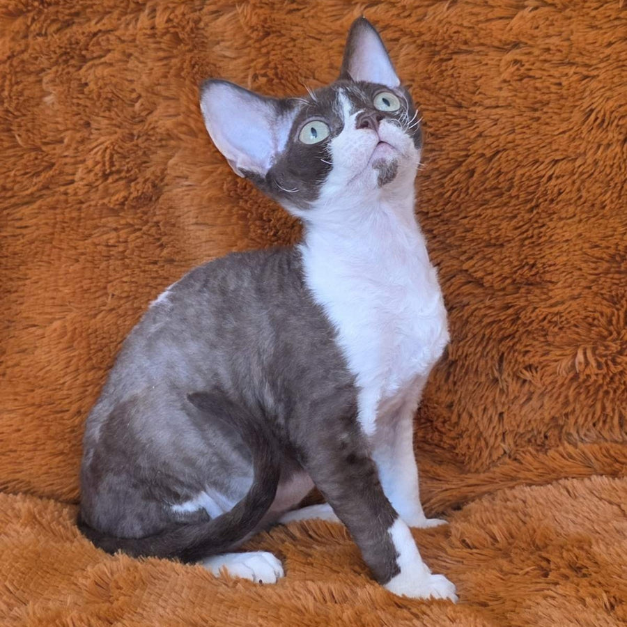 Uylis Devon Rex male, chocolate bicolour