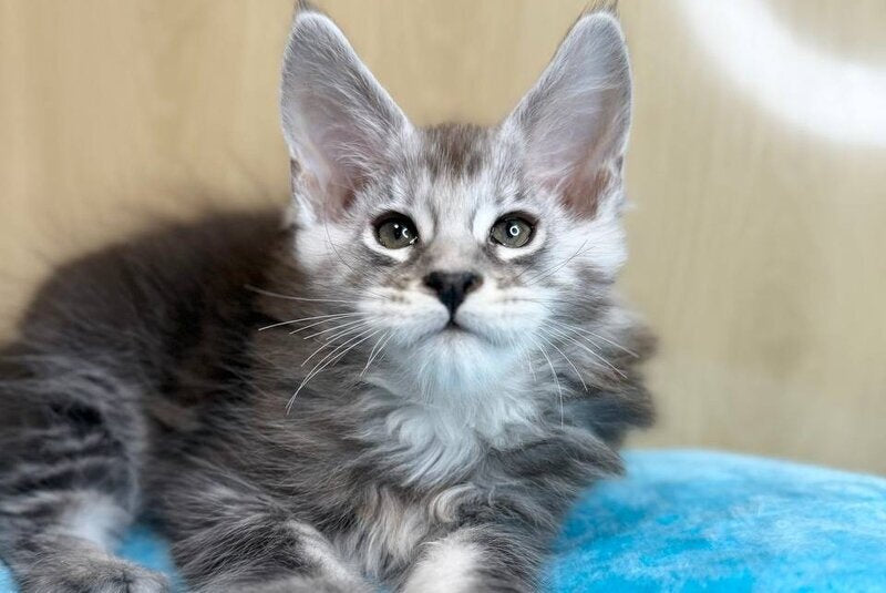 Zevs Maine Coon male, black silver ticked tabby
