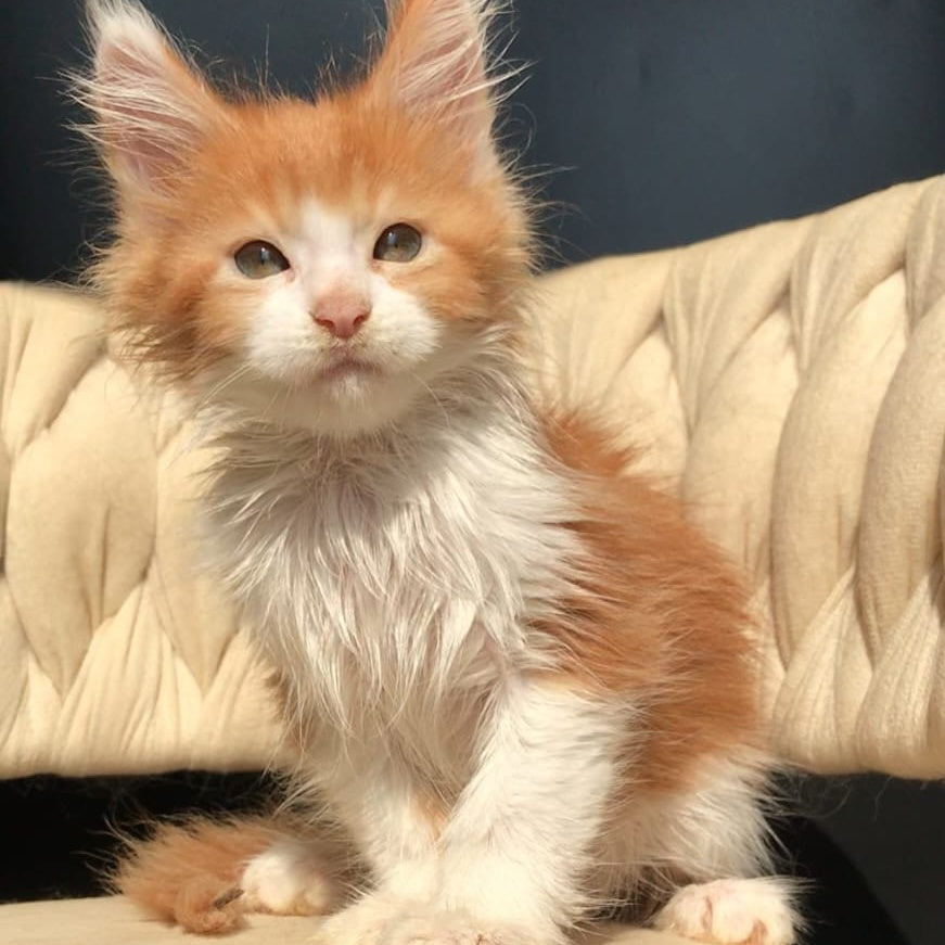 Amos Maine Coon male, red bicolour