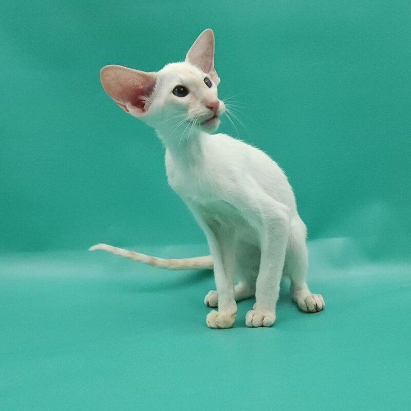 Pushan Siamese male, cream