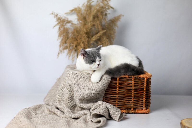 Greta British Shorthair female, blue harlequin
