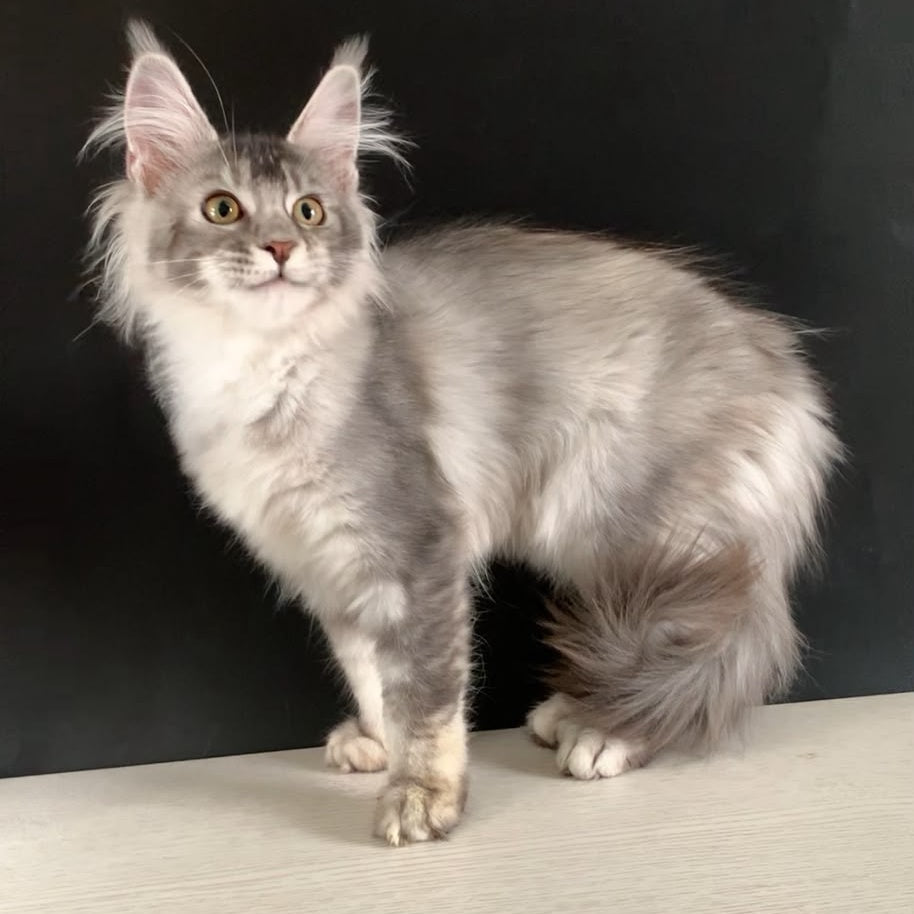 Orchid Maine Coon female, black tortie silver ticked tabby