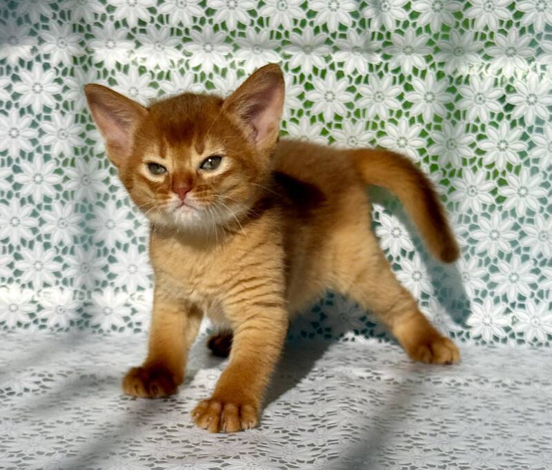 Bakara Abyssinian female sorrel - live animals