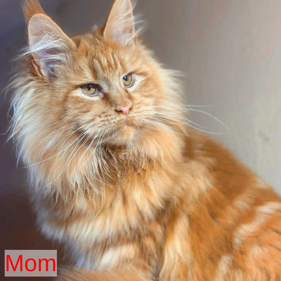 Iva Maine Coon female, red